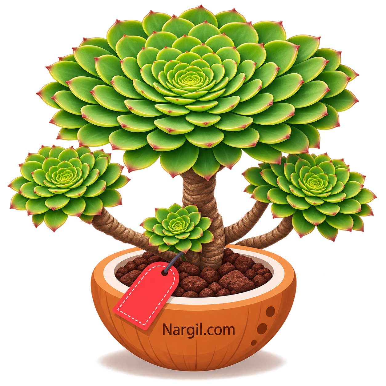 Nargil_Aeonium tabuliforme